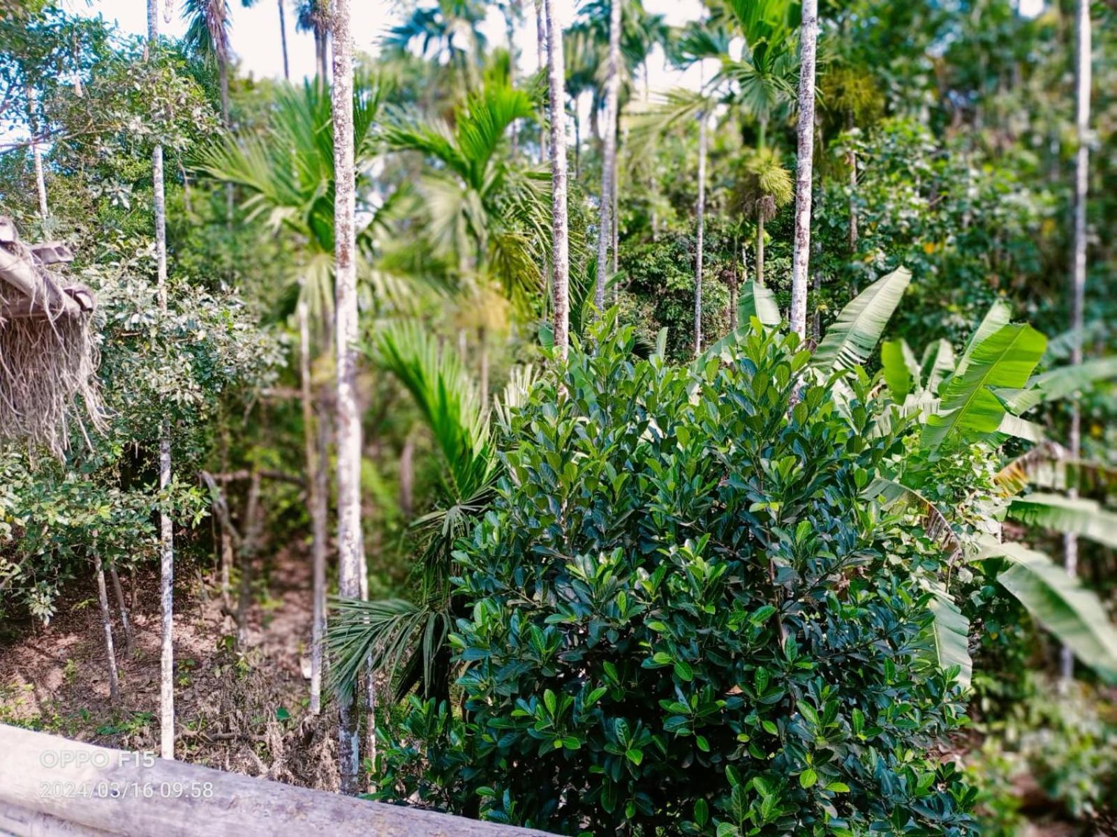 Streaming Valley Independent Coffee Estate Stay Madikeri Exterior foto